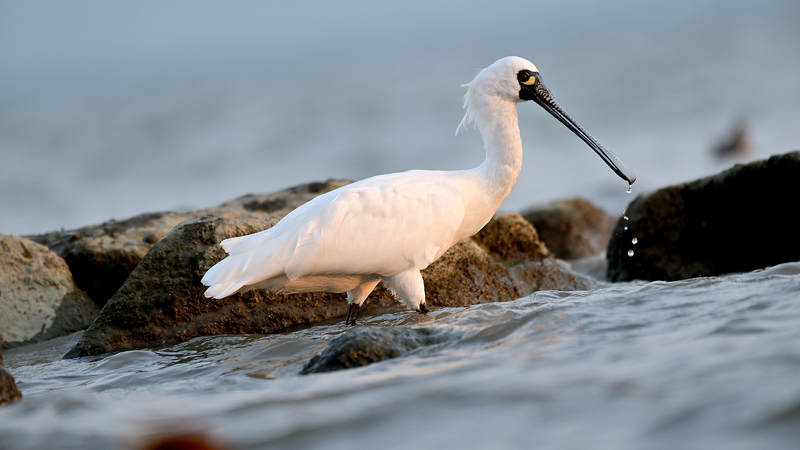 Shenzhen Goes Dark for Wildlife: City Lights Dim to Protect Migrating Animals 🌿✨