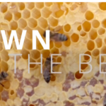 F933WY7SG6C4YO4RHKIG - 🌍NewspaperAmigo – Your Global News Buddy 🗞️ Buzzing Change: Cape Town’s Bee Advocate Empowers Youth 🌼🐝 video poster