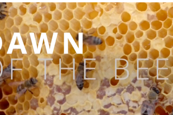 Buzzing Change: Cape Town’s Bee Advocate Empowers Youth 🌼🐝 video poster