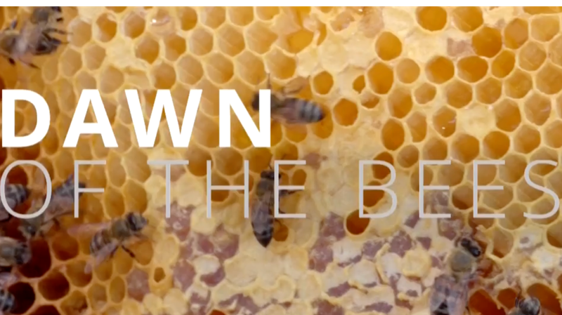 Buzzing Change: Cape Town’s Bee Advocate Empowers Youth 🌼🐝 video poster
