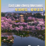 GA176IHF4X39YR53AEQB - 🌍NewspaperAmigo – Your Global News Buddy 🗞️ Pink Paradise: Wuhan's East Lake Cherry Blossoms Paint Spring 2026 🌸 video poster