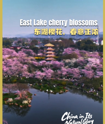 Pink Paradise: Wuhan's East Lake Cherry Blossoms Paint Spring 2026 🌸 video poster