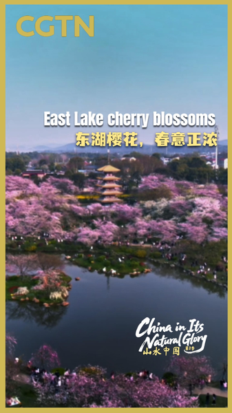GA176IHF4X39YR53AEQB - 🌍NewspaperAmigo – Your Global News Buddy 🗞️ Pink Paradise: Wuhan's East Lake Cherry Blossoms Paint Spring 2026 🌸 video poster