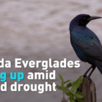 Florida Everglades Face Historic Drought Ahead of World Water Day 🌵💧 video poster