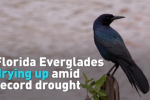 Florida Everglades Face Historic Drought Ahead of World Water Day 🌵💧 video poster