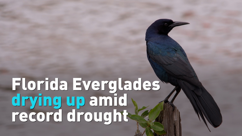 Florida Everglades Face Historic Drought Ahead of World Water Day 🌵💧 video poster