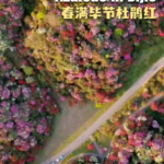 China's Azalea Wonder: Spring Blooms Paint Bijie Mountains 🌺 video poster