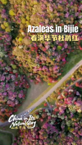 China's Azalea Wonder: Spring Blooms Paint Bijie Mountains 🌺 video poster