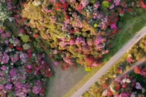 China's Azalea Wonder: Spring Blooms Paint Bijie Mountains 🌺 video poster
