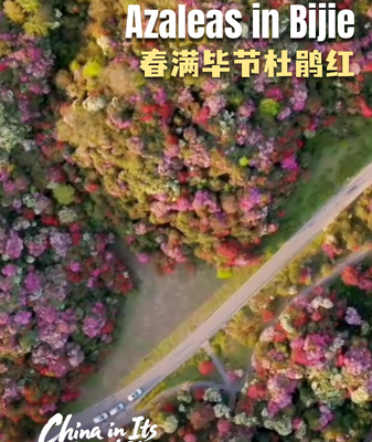 China's Azalea Wonder: Spring Blooms Paint Bijie Mountains 🌺 video poster