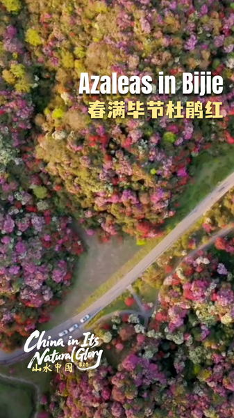 China's Azalea Wonder: Spring Blooms Paint Bijie Mountains 🌺 video poster