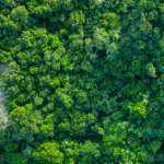 China’s Forests Go High-Tech 🌳💡 video poster