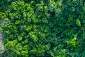 China’s Forests Go High-Tech 🌳💡 video poster