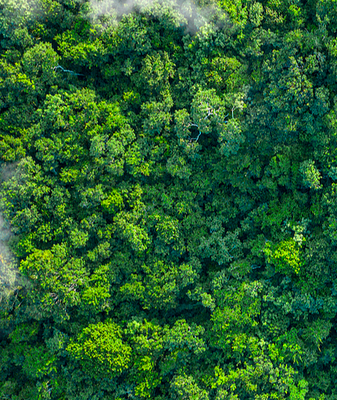 China’s Forests Go High-Tech 🌳💡 video poster