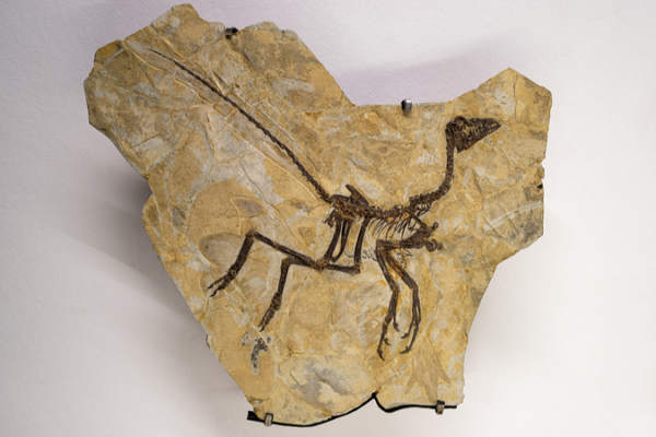 Tiny Dino Discovery in Patagonia Shakes Up Prehistoric Perceptions 🦖✨