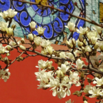 Magnolias Paint Beijing's Temple of Heaven in Spring Splendor 🌸
