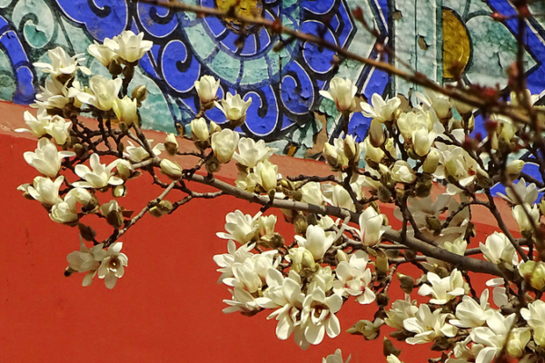 Magnolias Paint Beijing's Temple of Heaven in Spring Splendor 🌸