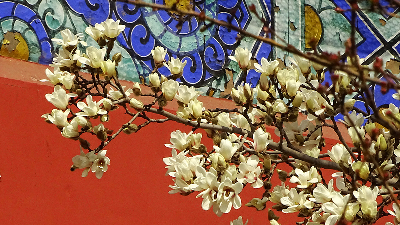 Magnolias Paint Beijing's Temple of Heaven in Spring Splendor 🌸