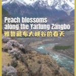 Peach Blossoms Paint Xizang’s Yarlung Zangbo in Spring Hues 🌸🏔️ video poster