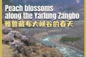 Peach Blossoms Paint Xizang’s Yarlung Zangbo in Spring Hues 🌸🏔️ video poster