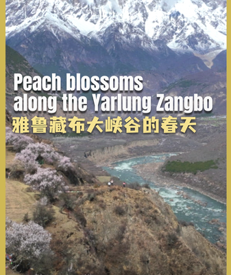 Peach Blossoms Paint Xizang’s Yarlung Zangbo in Spring Hues 🌸🏔️ video poster
