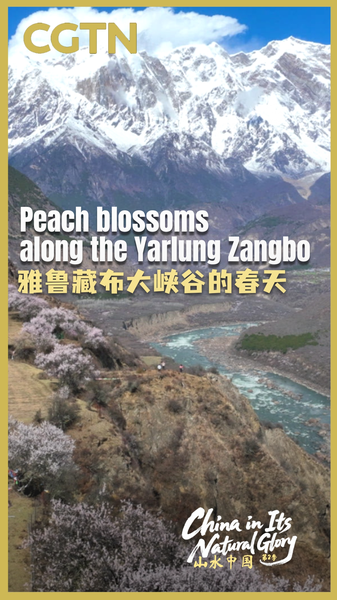 KFEGCT0JDABZ1C29YSIC - 🌍NewspaperAmigo – Your Global News Buddy 🗞️ Peach Blossoms Paint Xizang’s Yarlung Zangbo in Spring Hues 🌸🏔️ video poster
