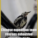 Chinese Team Saves Exhausted Migratory Birds in Indian Ocean 🌊🐦 video poster