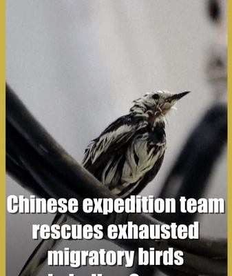 Chinese Team Saves Exhausted Migratory Birds in Indian Ocean 🌊🐦 video poster