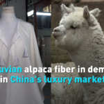 Peruvian Alpaca Fiber Booms in China's 2026 Luxury Markets 🌏✨ video poster