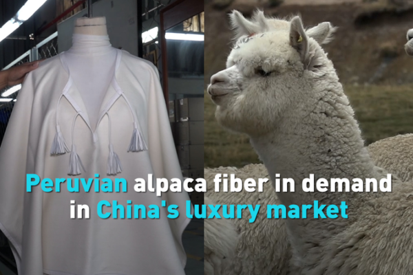 Peruvian Alpaca Fiber Booms in China's 2026 Luxury Markets 🌏✨ video poster