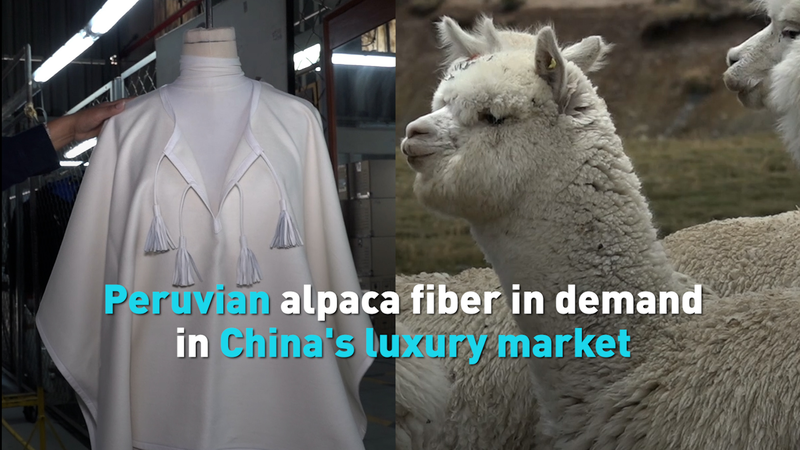 Peruvian Alpaca Fiber Booms in China's 2026 Luxury Markets 🌏✨ video poster