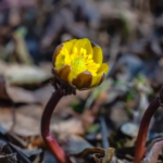 Ice Lilies Defy Frost: Liaoning’s Golden Harbingers of Spring 2026 🌼❄️ video poster