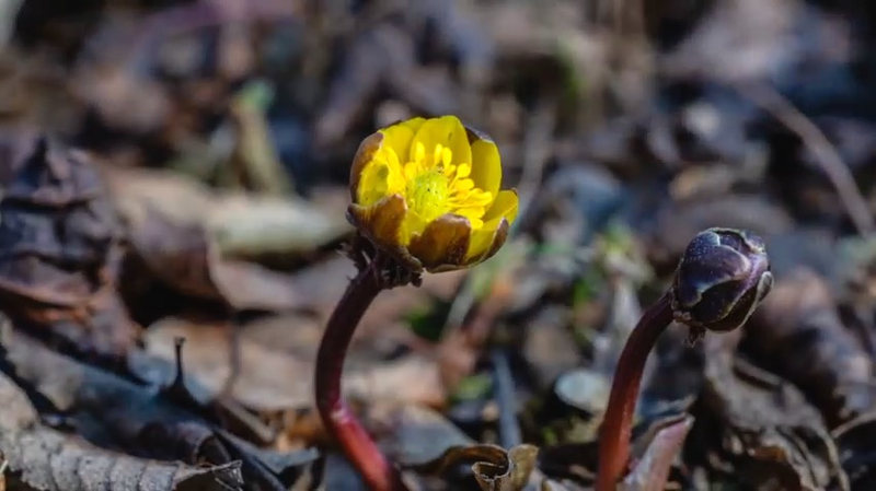 Ice Lilies Defy Frost: Liaoning’s Golden Harbingers of Spring 2026 🌼❄️ video poster