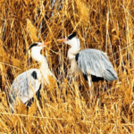METVWC9DM2X4XHNEPE0G - 🌍NewspaperAmigo – Your Global News Buddy 🗞️ 🌿 Golden Oasis: How the Yellow River Became a Wildlife Haven in 2026 video poster