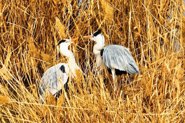 🌿 Golden Oasis: How the Yellow River Became a Wildlife Haven in 2026 video poster