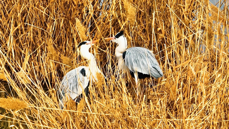 🌿 Golden Oasis: How the Yellow River Became a Wildlife Haven in 2026 video poster