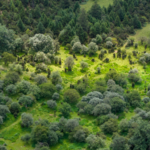 China's Green Push Blends Forests and Finance in 2026 🌳💸 China's Green Push Blends Forests and Finance in 2026 🌳💸