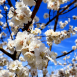 Turpan's Apricot Blossoms Paint Xinjiang in Spring Hues 🌸 video poster