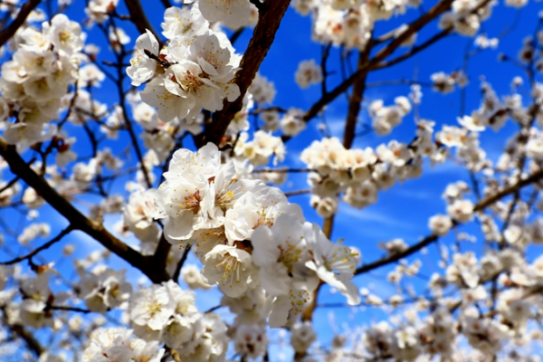 Turpan's Apricot Blossoms Paint Xinjiang in Spring Hues 🌸 video poster