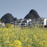 N36U2PT2S7VXVCTESYD0 - 🌍NewspaperAmigo – Your Global News Buddy 🗞️ Spring Blossoms Transform China's Countryside into Tourist Havens 🌸🏞️ video poster