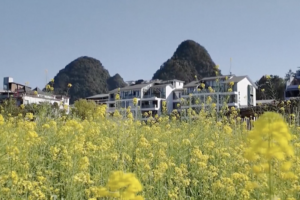 Spring Blossoms Transform China's Countryside into Tourist Havens 🌸🏞️ video poster