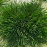 NOLOBVJF83OUPGUR14BW - 🌍NewspaperAmigo – Your Global News Buddy 🗞️ Chinese Scientists Engineer 'Immortal' Rice Using Ancient Genes 🌾🔬