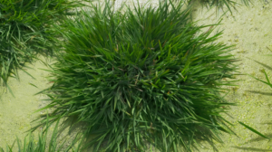 Chinese Scientists Engineer 'Immortal' Rice Using Ancient Genes 🌾🔬