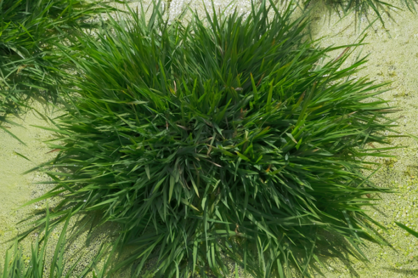 Chinese Scientists Engineer 'Immortal' Rice Using Ancient Genes 🌾🔬