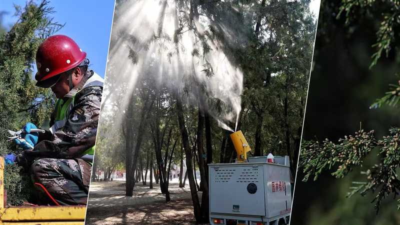 Beijing Battles Pollen with Science: Allergy Relief Spray Debuts 🌸🔬 video poster