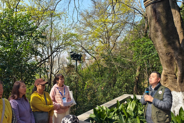 Wuhan Residents Embrace 120-Year-Old Tree in Conservation Campaign 🌳💚