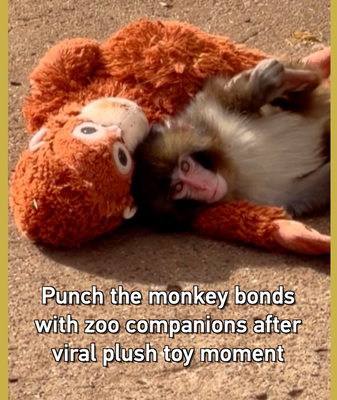 Punch the Macaque Finds Friends After Viral Plush Toy Comfort 🐒❤️ video poster
