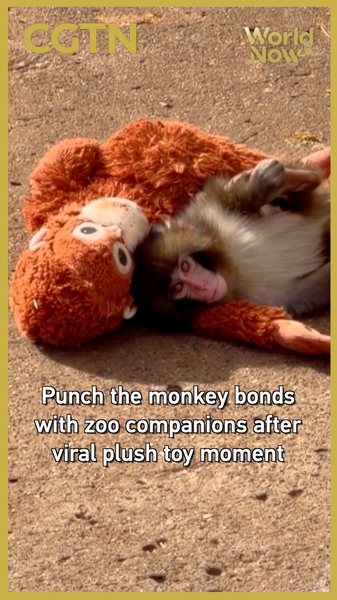 Punch the Macaque Finds Friends After Viral Plush Toy Comfort 🐒❤️ video poster
