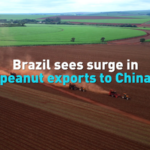 Brazil's Peanut Boom: Exports to China Surge in 2026 🌰📈 video poster