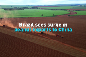 Brazil's Peanut Boom: Exports to China Surge in 2026 🌰📈 video poster
